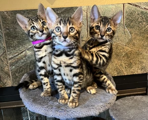 Kittens del Bengala disponibili per l'adozione