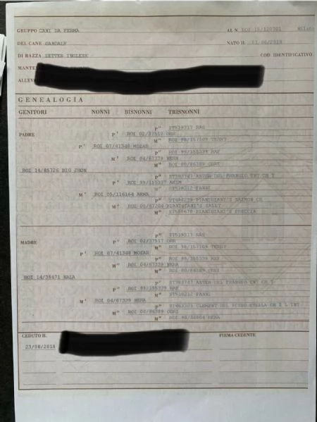 Cuccioli setter inglese 60 giorni 