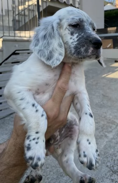 Cuccioli setter inglese 60 giorni  | Foto 5