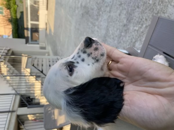 Cuccioli setter inglese 60 giorni  | Foto 4