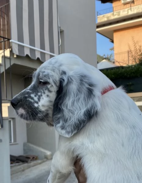 Cuccioli setter inglese 60 giorni  | Foto 3