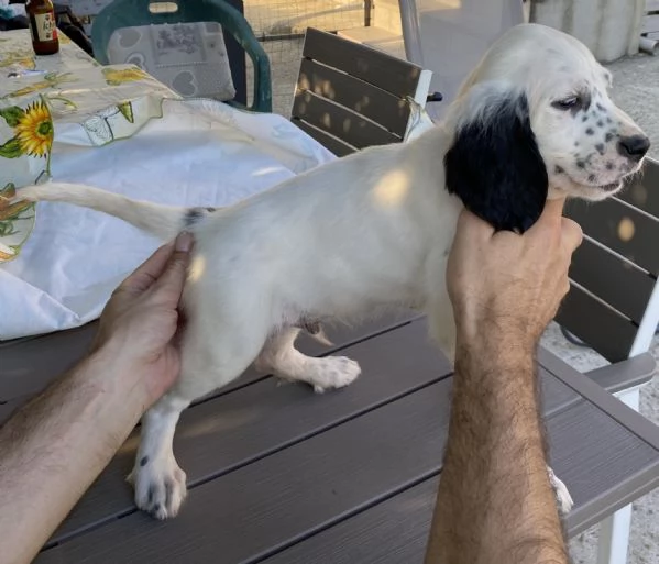 Cuccioli setter inglese 60 giorni  | Foto 2