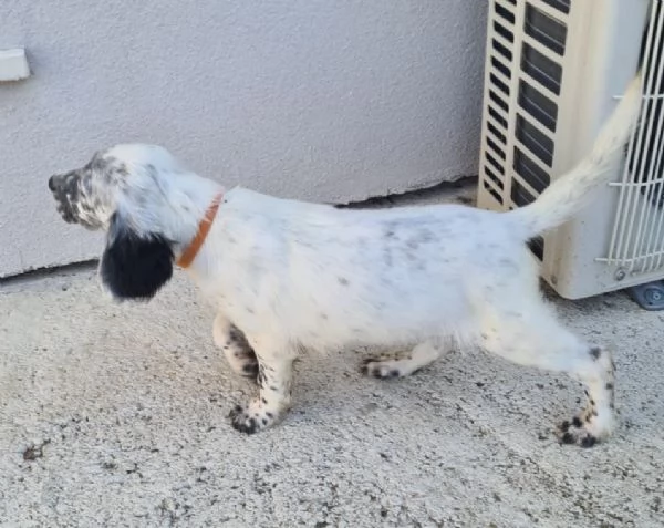 Cuccioli setter inglese 60 giorni  | Foto 1