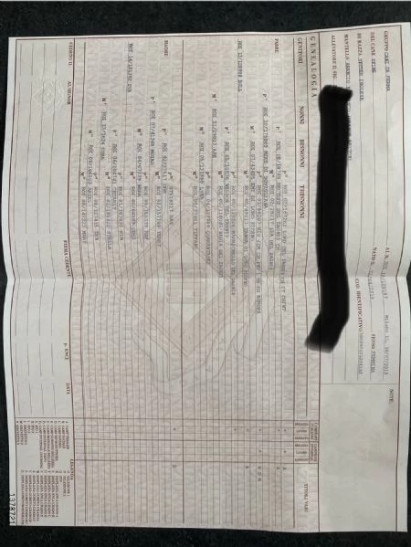 Cuccioli setter inglese 60 giorni  | Foto 0