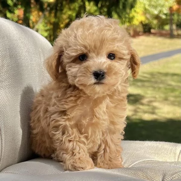 REGALO barboncino cuccioli Adorabili cuccioli di Poodle standart femminucce e maschietti disponibili