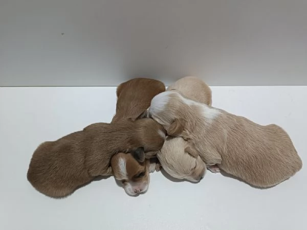 Bichon Havanese – bellissimi cuccioli in vendita | Foto 1