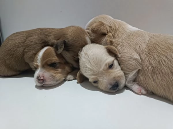 Bichon Havanese – bellissimi cuccioli in vendita | Foto 0