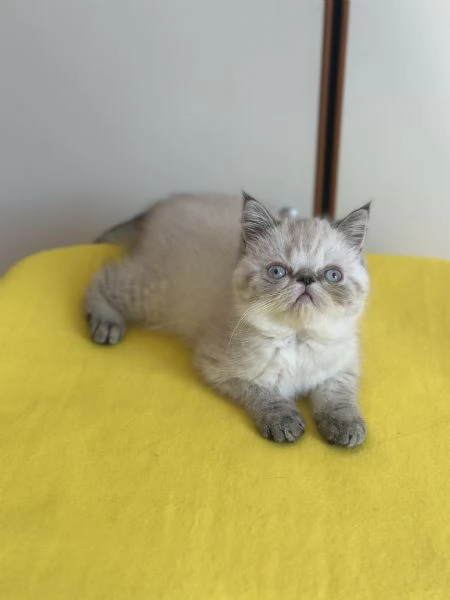 Vendo cucciola exotic shorthair 