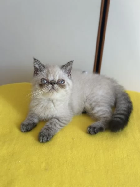 Vendo cucciolo exotic shorthair 