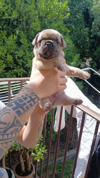 cuccioli bulldog francese 
