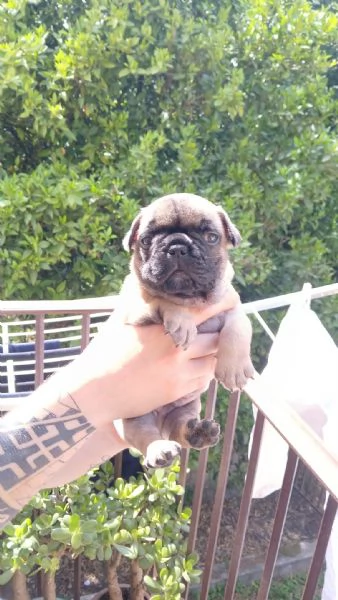cuccioli bulldog francese  | Foto 5
