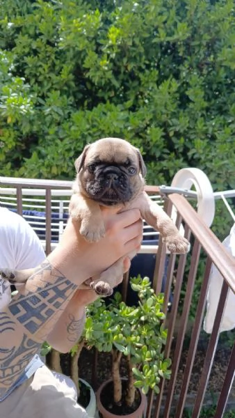 cuccioli bulldog francese  | Foto 4