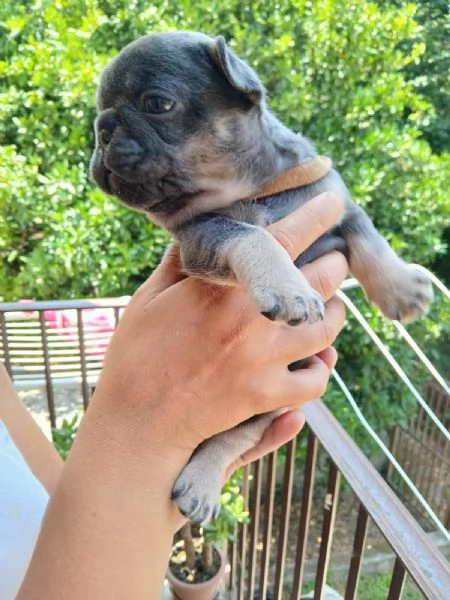 cuccioli bulldog francese  | Foto 3
