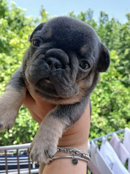 cuccioli bulldog francese  | Foto 2
