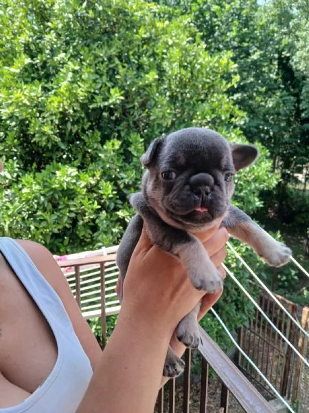 cuccioli bulldog francese  | Foto 1