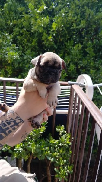 cuccioli bulldog francese  | Foto 0