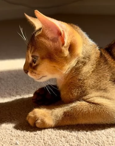 Bellissimi gattini di abissino