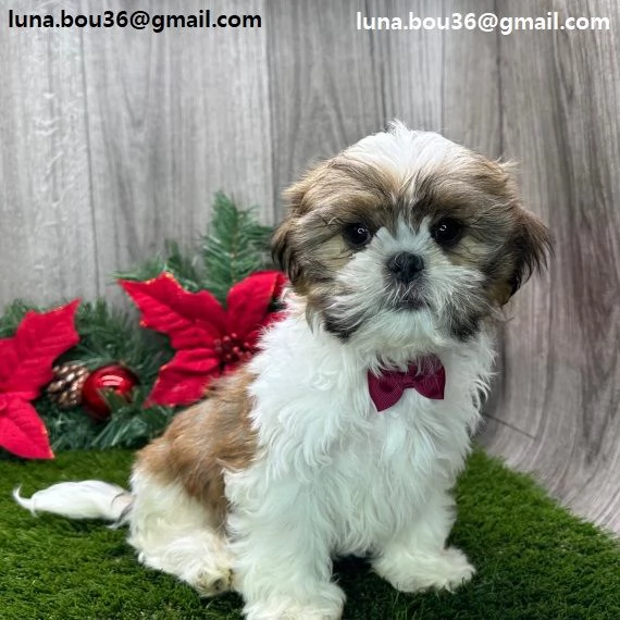  adorabili cuccioli Shih Tzu femminucce e maschietti disponibili i cuccioli sono vaccinati sverminat