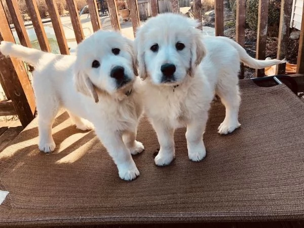 BELLISSIMI CUCCIOLI DI GOLDEN