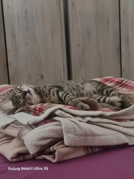 Coco cerca casa | Foto 4