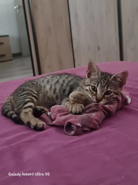 Coco cerca casa | Foto 3