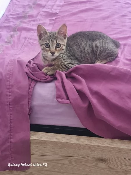 Coco cerca casa | Foto 1