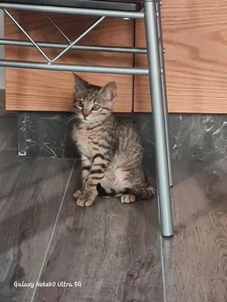 Coco cerca casa | Foto 0