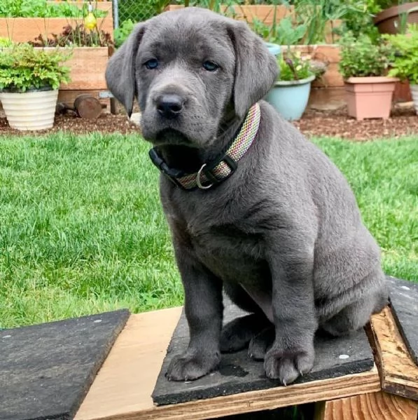 cuccioli di Labrador Retriever maschili e femminili 