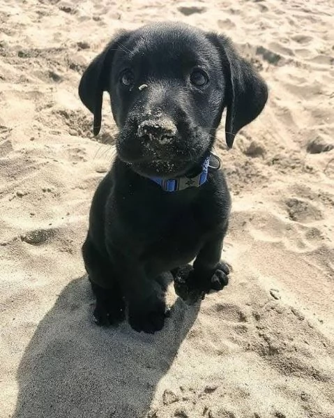 cuccioli di Labrador Retriever maschili e femminili  | Foto 0