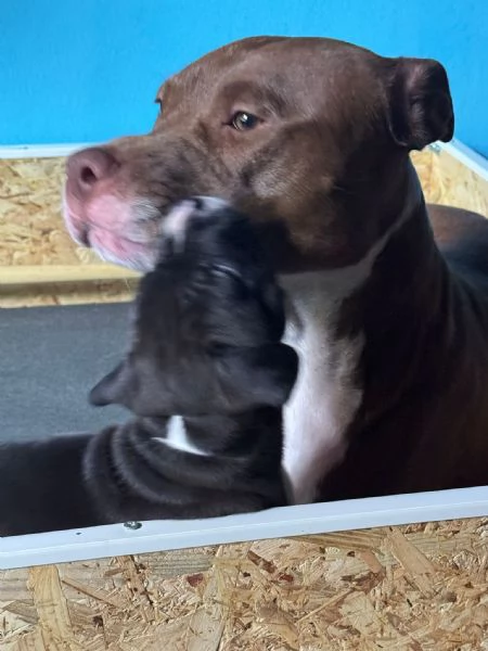 Pittbul cuccioli 
