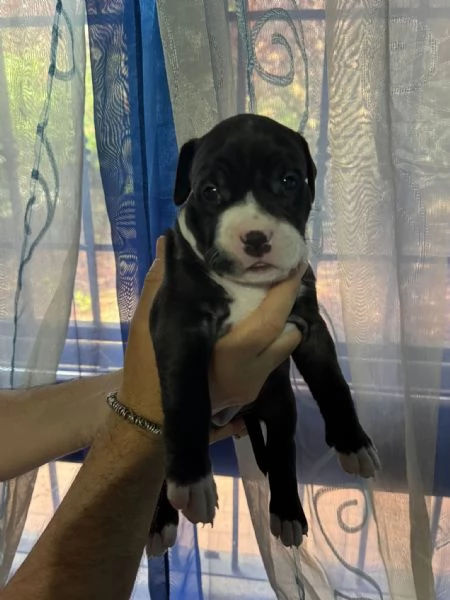 Pittbul cuccioli  | Foto 6