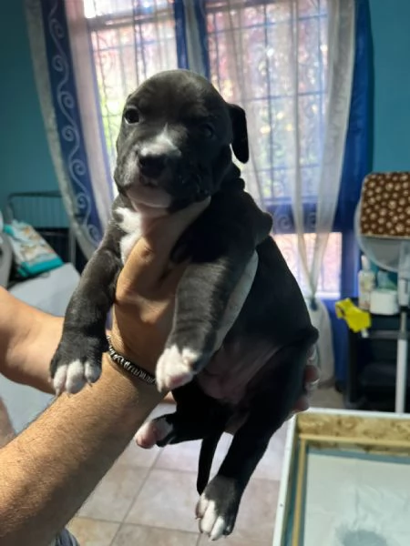 Pittbul cuccioli  | Foto 5