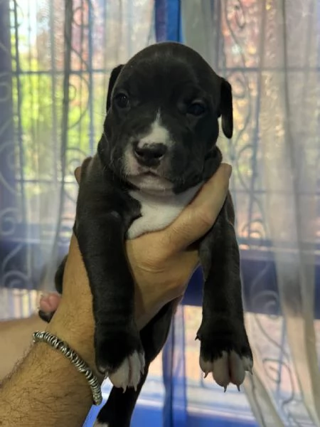 Pittbul cuccioli  | Foto 4