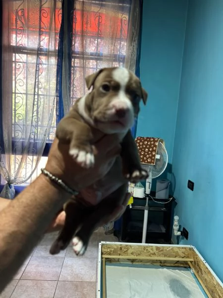 Pittbul cuccioli  | Foto 2