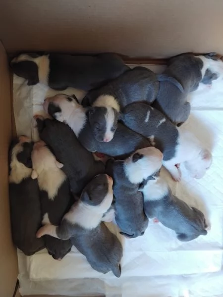 Si prenotano cuccioli amstaff blu 