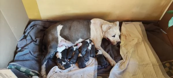 Si prenotano cuccioli amstaff blu  | Foto 2