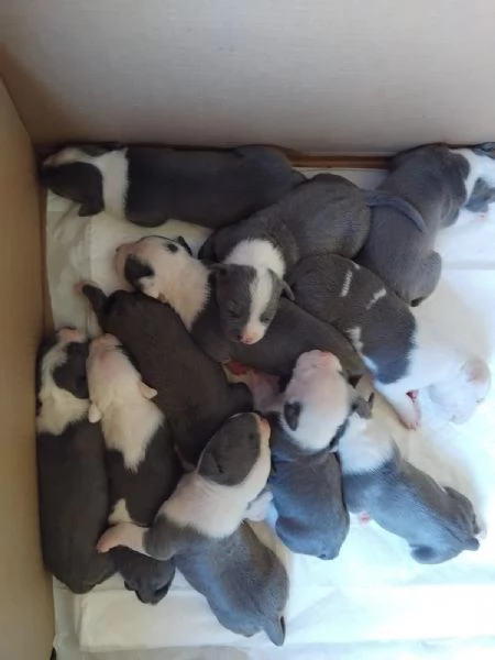 Si prenotano cuccioli amstaff blu  | Foto 1