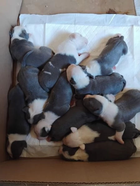 Si prenotano cuccioli amstaff blu  | Foto 0