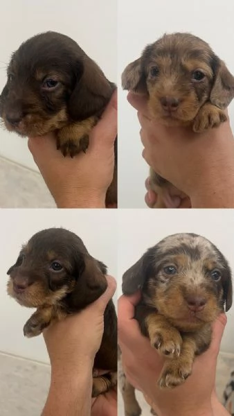 CUCCIOLI DI BASSOTTI PELO DURO NANO