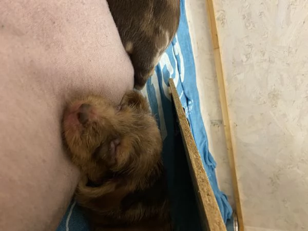 CUCCIOLI DI BASSOTTI PELO DURO NANO | Foto 6