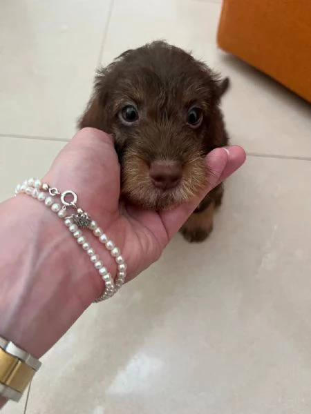 CUCCIOLI DI BASSOTTI PELO DURO NANO | Foto 5