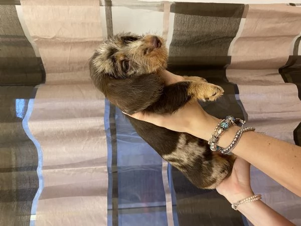 CUCCIOLI DI BASSOTTI PELO DURO NANO | Foto 3