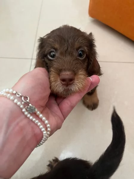 CUCCIOLI DI BASSOTTI PELO DURO NANO | Foto 2