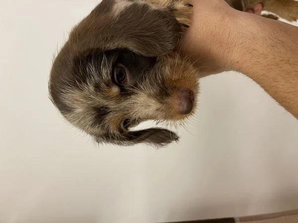 CUCCIOLI DI BASSOTTI PELO DURO NANO | Foto 1