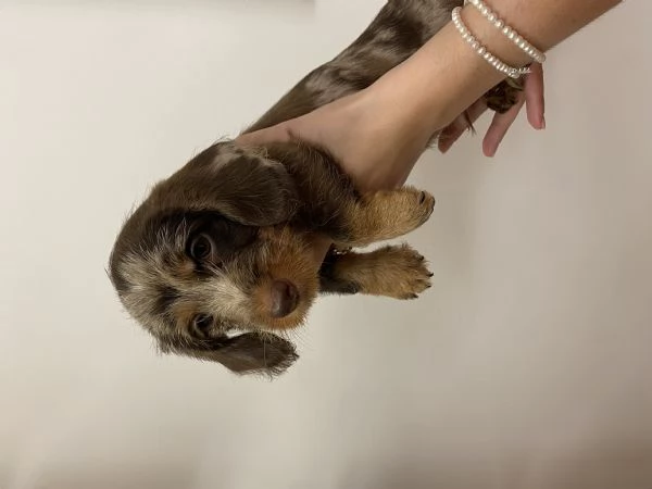 CUCCIOLI DI BASSOTTI PELO DURO NANO | Foto 0