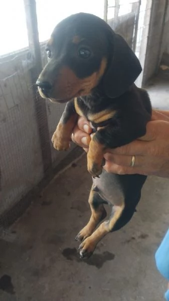 CUCCIOLO BASSOTTO NERO FOCATO