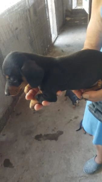 CUCCIOLO BASSOTTO NERO FOCATO | Foto 0