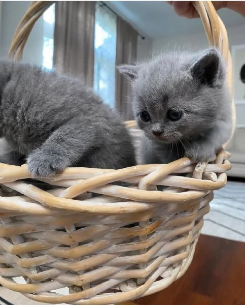 Disponibile Meraviglioso Gattino British Shorthair 
