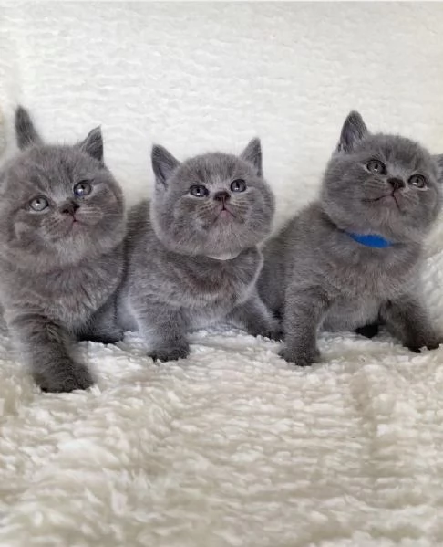 British shorthair