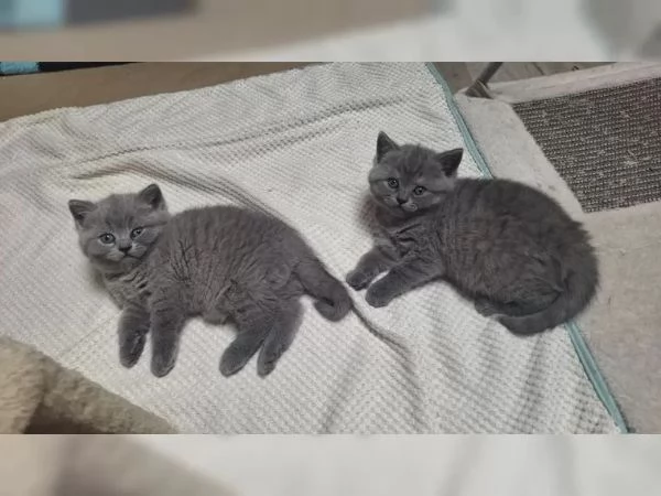 BRITISH Shorthair cuccioli